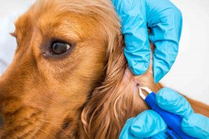 Close up of a dog's ear being examined